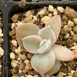 多肉植物 もりもりレモータ♡紅葉開始♪抜き苗 多肉植物 もりもりレモータ♡紅葉開始♪抜き苗