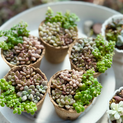 オレンジモンロー＊多肉植物＊抜き苗 多肉植物 ＊N＊ 通販 19863807