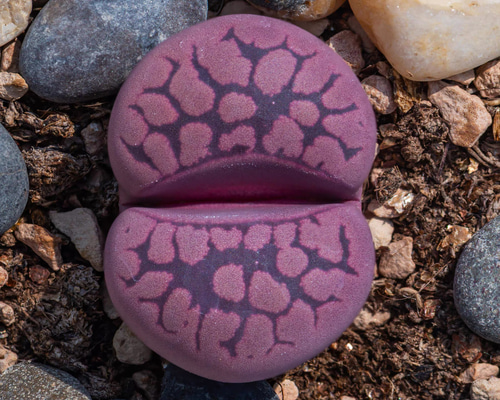 レア多肉植物 リトープス 紫大津絵x紅大内玉 抜き苗 大玉 1.5cm以上 1