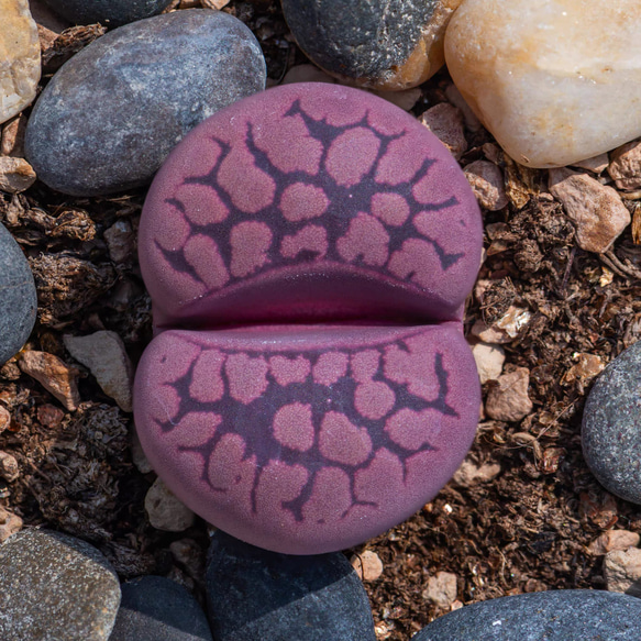 レア多肉植物 リトープス 紫大津絵x紅大内玉 抜き苗 大玉 1.5cm以上 1