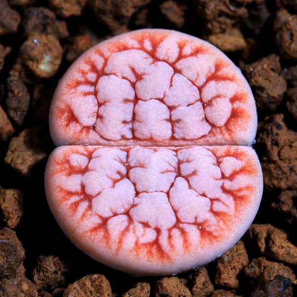 多肉植物　リトープス カフェオレ　C309A 抜き苗　1.6cm以上　大玉　1株 1枚目の画像