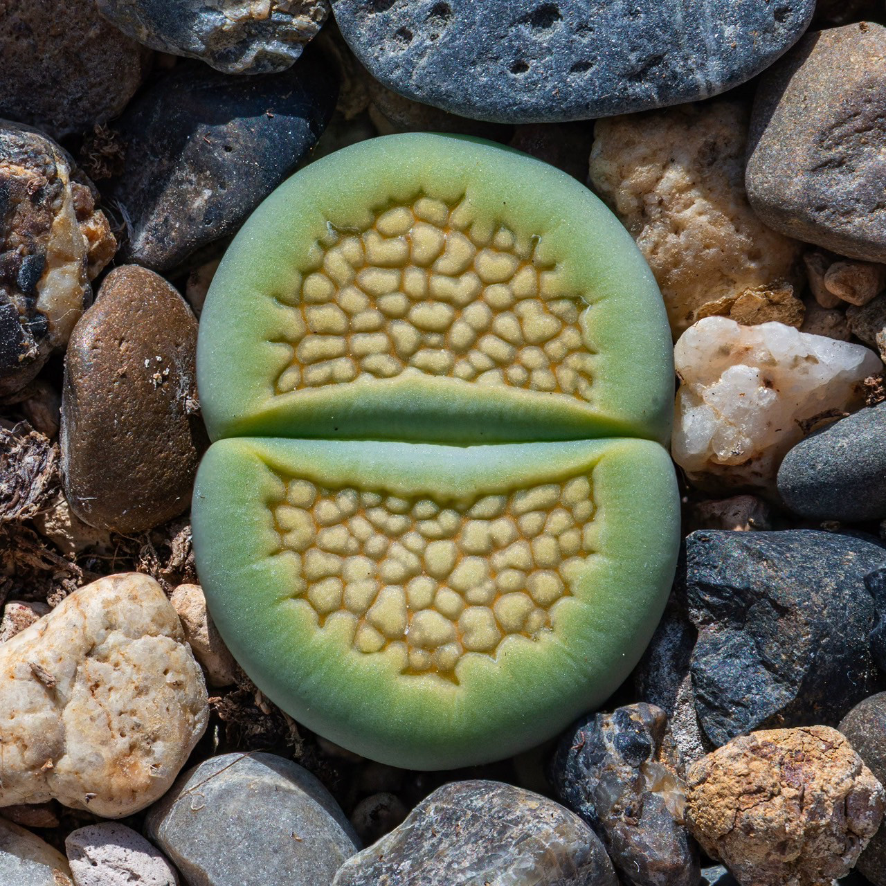 多肉植物リトープスSakkie's Green' S.S.抜き苗1.3cm以上 1株 多肉植物