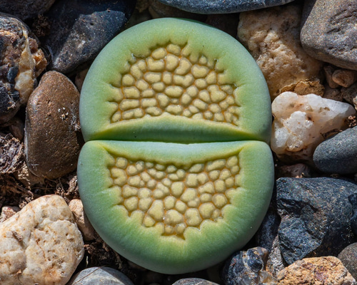 多肉植物リトープスSakkie's Green' S.S.抜き苗1.3cm以上 1株 多肉植物