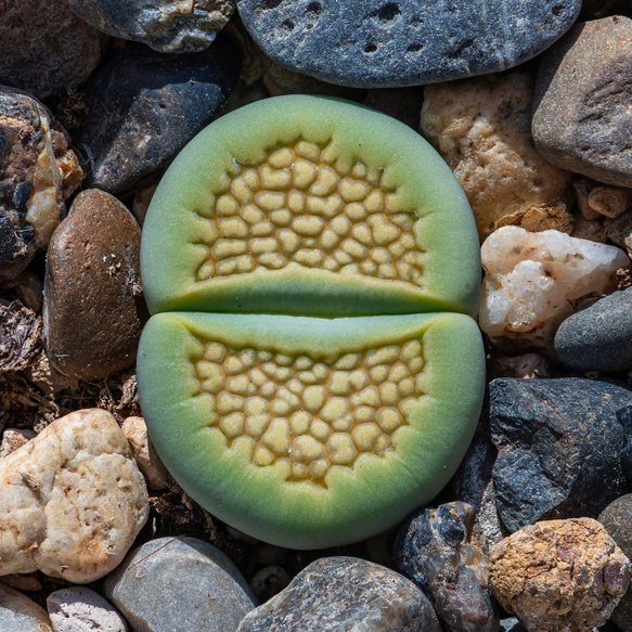 多肉植物リトープスSakkie's Green' S.S.抜き苗1.3cm以上 1株 多肉植物