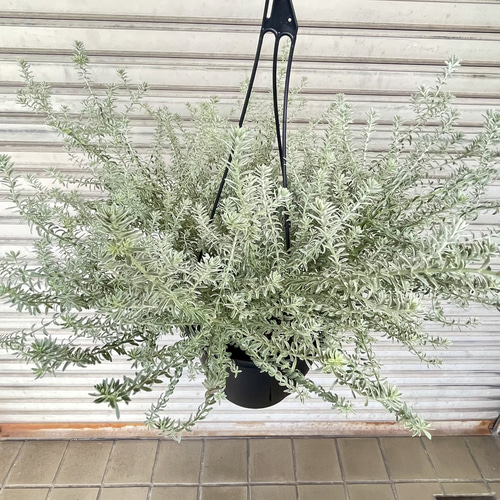 ウエストリンギア スモーキーホワイト 吊り鉢｜シルバーリーフが美しい