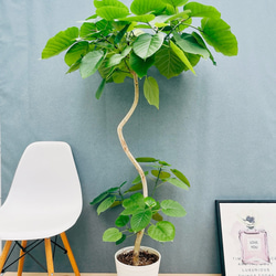 現品］【希少】☆数量限定☆ 1番 創樹 オリーブ セントキャサリン 8号 屋外