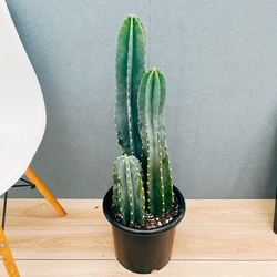 ⚜️ダイコン⚜️ ユッカ　エレファンティペス　バリエガータ　斑入り　2 Spineless Yucca variegata ユッカ エレファンティペス バリエガータ I