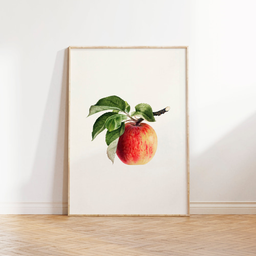 りんご アンティーク アートポスター 植物画 果物 イラスト 北欧
