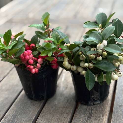 チェッカーベリー その他素材 Comu＊Garden 通販 20003835｜Creema