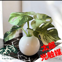 光触媒 人工観葉植物 ウォールグリーン フェイクグリーン ガジュマル42