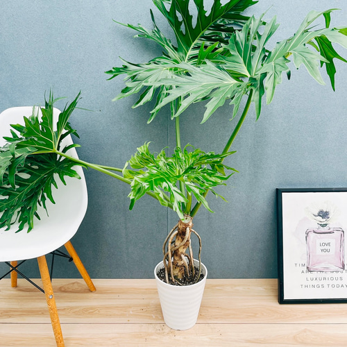 現品］10番 フィロデンドロン セローム 幹上がり 7号 観葉植物 大型