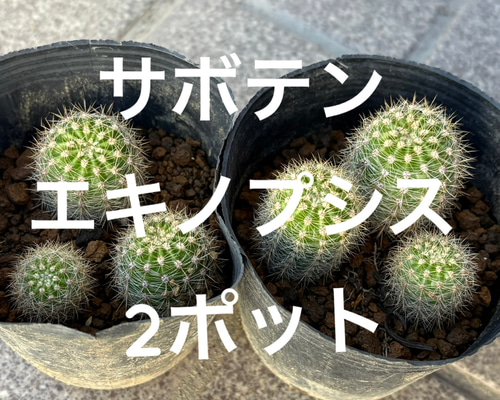 b7982a02bb392a51d2d54a1e5bcf41