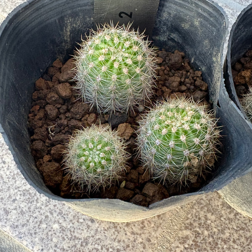 2連サボテン サボテン（サボテン科エキノプシス属植物）_百度百科