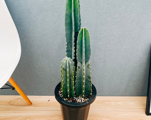 【特級品】柱サボテン 鬼面角 3本立ち 8号鉢サイズ 鉢付き 現品］1番 柱サボテン 鬼面角 3本立て 8号 観葉植物 多肉植物 かわいい