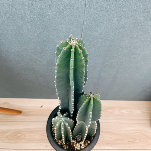 現品］1番 柱サボテン 鬼面角 3本立て 8号 観葉植物 多肉植物 かわいい