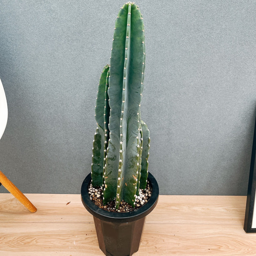 現品］1番 柱サボテン 鬼面角 3本立て 8号 観葉植物 多肉植物 かわいい