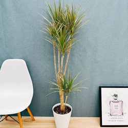 現品］1番 ブラッサイア 8号 観葉植物 室内 大型 大きめの葉 鉢