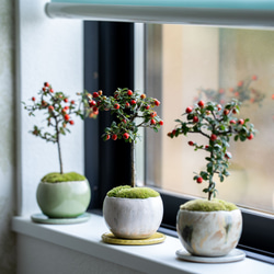 イワヒバの苔玉 (岩ヒバ, 岩松) ミニ盆栽, 植物 盆栽 ikona 通販