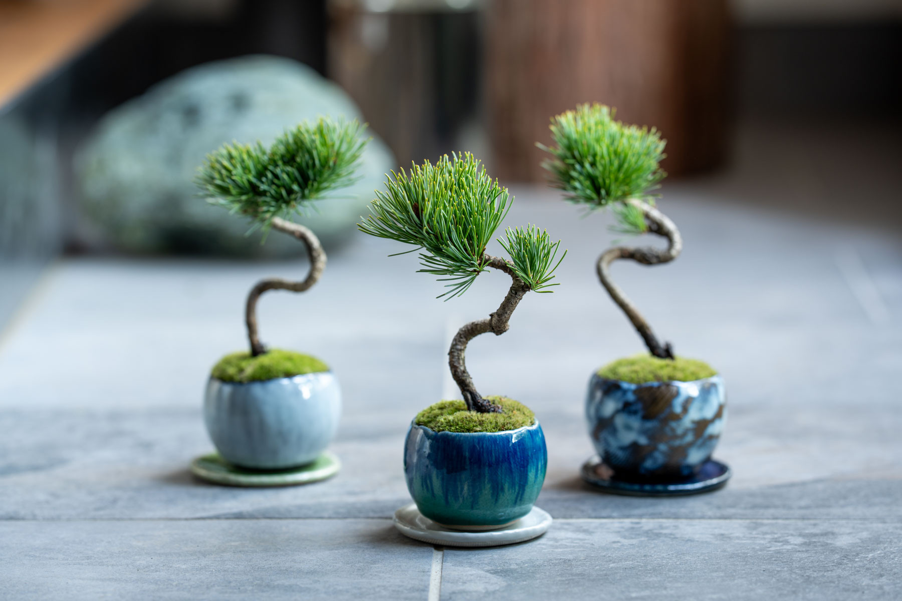 銀八房ゴヨウマツ｜L【受け皿セット】