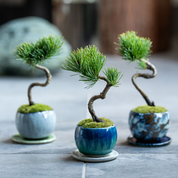 黒松のミニ盆栽｜白いうつわ その他インテリア雑貨 Sekibokka 通販