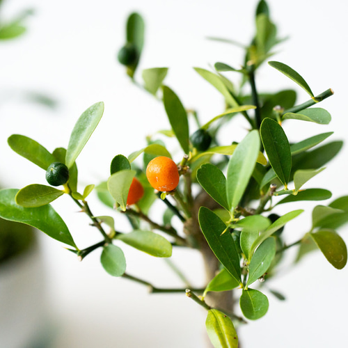 キンズ（金豆）｜2L｜淡雪のうつわ【受け皿セット】 盆栽 Sekibokka