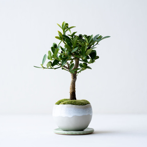 キンズ（金豆）｜2L【受け皿セット】 盆栽 Sekibokka 通販 20005551