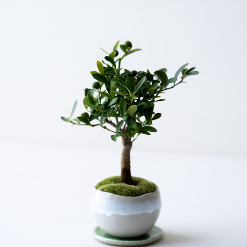 キンズ（金豆）｜2L【受け皿セット】 盆栽 Sekibokka 通販 20005551