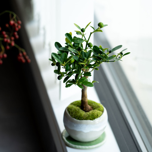 キンズ（金豆）｜2L【受け皿セット】 盆栽 Sekibokka 通販 20005551