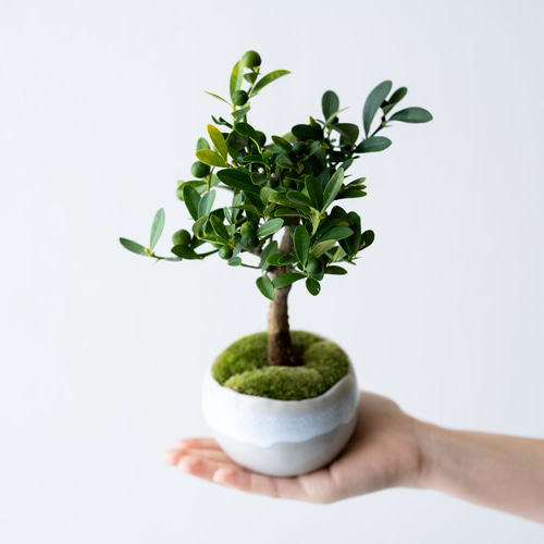 キンズ（金豆）｜2L｜淡雪のうつわ【受け皿セット】 盆栽 Sekibokka