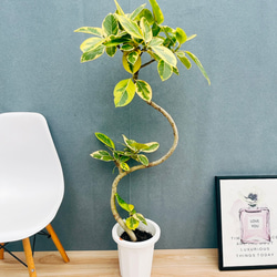 現品　ドラセナ　コンシンネ　レインボー　26番　観葉植物　インテリアグリーン 楽天市場】ドラセナ コンシンネレインボーの通販