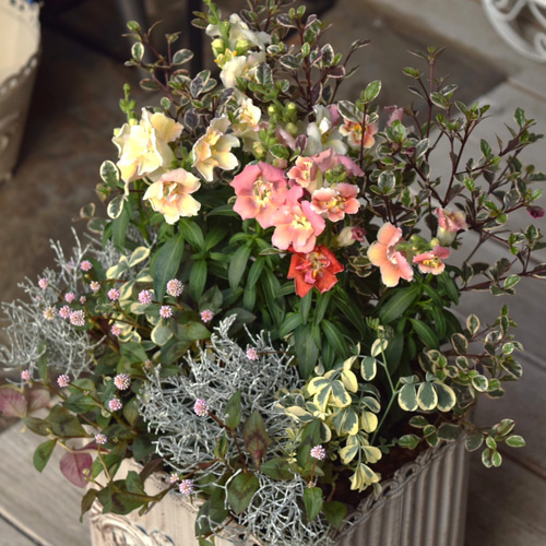 最高品質】キンギョソウの華やか寄せ植え※寄せ植えセット 花苗 花