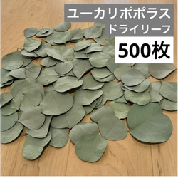 無農薬 ユーカリポポラス 切り枝 ネコポス入るだけ その他素材