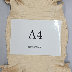 ワ二革　クロコ　植物タンニン鞣し　ナチュラル（タラ）　No.C009069 9枚目の画像