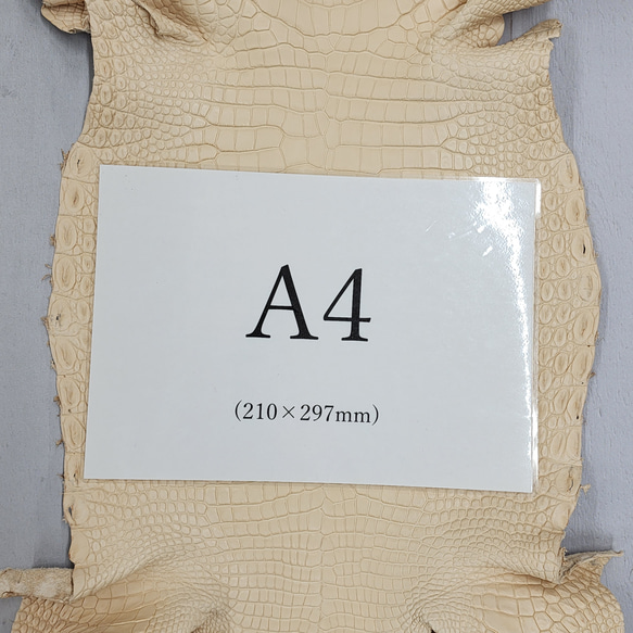 ワ二革　クロコ　植物タンニン鞣し　ナチュラル（タラ）　No.C009069 9枚目の画像