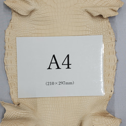 ワ二革　クロコ　植物タンニン鞣し　ナチュラル（タラ）　No.C009084 9枚目の画像