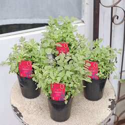 草花苗 セリ フラミンゴ 斑入り 2.5号 多年草 カラーリーフ グランド