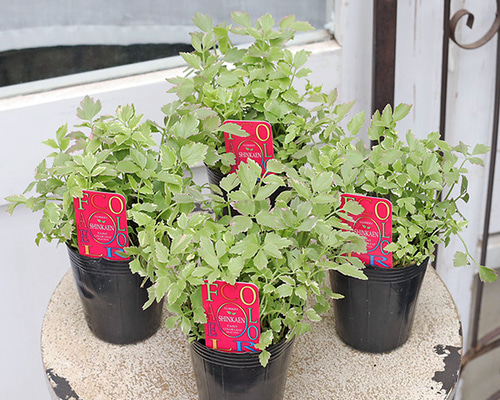 草花苗 セリ フラミンゴ 斑入り 2.5号 多年草 カラーリーフ グランド