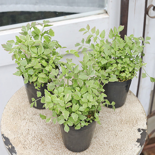 草花苗 セリ フラミンゴ 斑入り 2.5号 多年草 カラーリーフ グランド