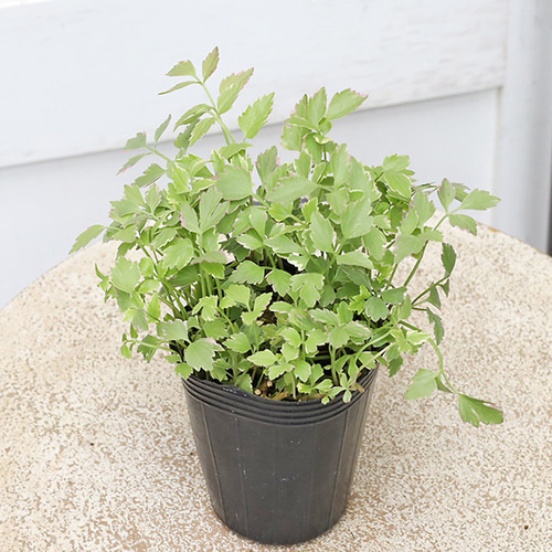 草花苗 セリ フラミンゴ 斑入り 2.5号 多年草 カラーリーフ グランド