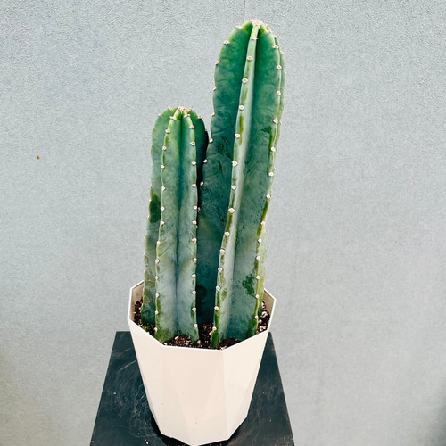 現品］32番 柱サボテン 鬼面角 3本立て 5号 観葉植物 多肉植物