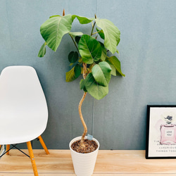 現品］【希少】かっこいい！ 4番 ドラセナ コンシンネ マジ