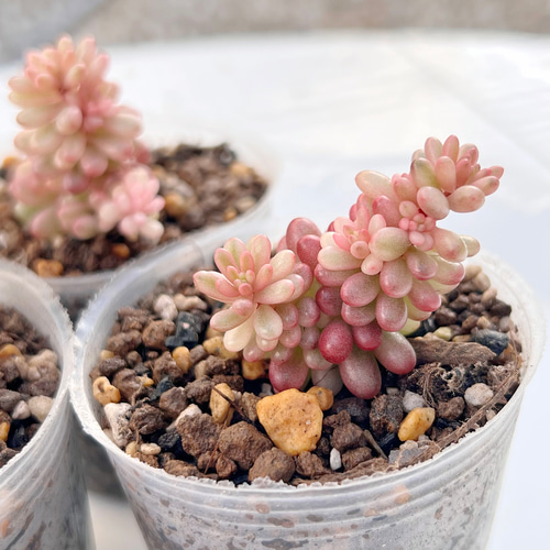 新発売✨セダム レッドベリー錦 根付き 多肉植物 多肉植物 pariʚ