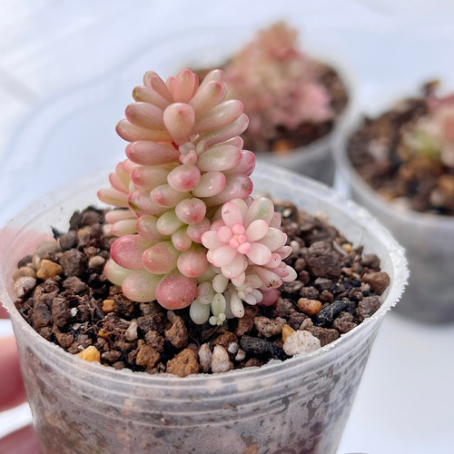 新発売 セダム オーロラベリー 【レッドベリー錦】 札付き 新発売