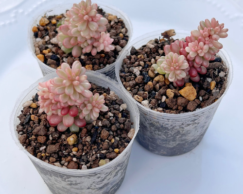 d5fddfea6adc91ccfd873843ed2dfb