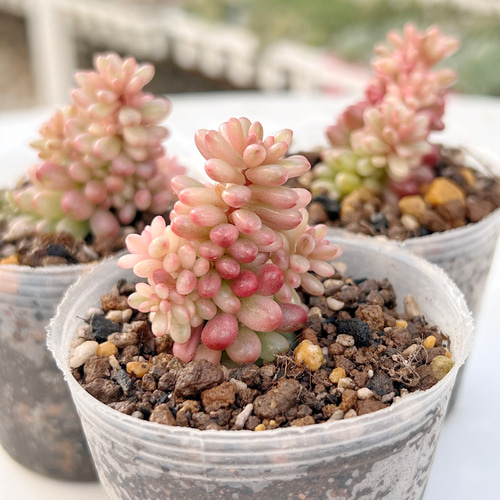 新発売✨セダム レッドベリー錦 根付き 多肉植物 多肉植物 pariʚ