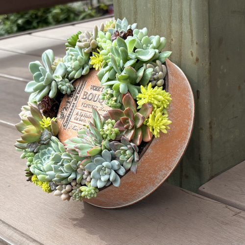 多肉植物 寄せ植え そのまま飾れる♡.*゜リース♡*°オレンジ 多肉植物