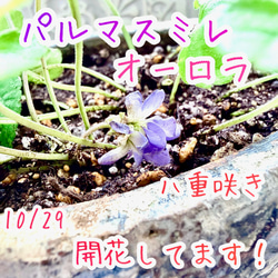 開花中‼️ 八重咲き パルマスミレ ニオイスミレ オーロラ 苗 株分け