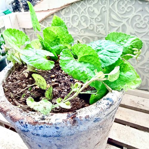 開花中‼️ 八重咲き パルマスミレ ニオイスミレ オーロラ 苗 株分け