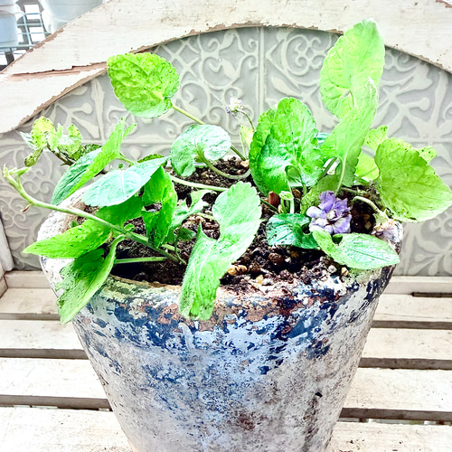 激レア❣️ 甘い香り ダッチェス デ パルメ パルマスミレ ダブル咲き