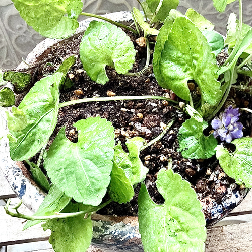 激レア❣️ 甘い香り　ダッチェス デ パルメ　パルマスミレ　ダブル咲き　苗　スミレ 激レア❣️ 甘い香り ダッチェス デ パルメ パルマスミレ ダブル咲き